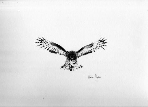 Great Grey Owl - Manitoba