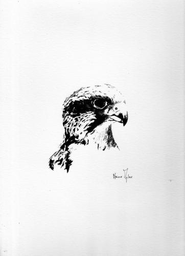 Gyrfalcon - Northwest Territories