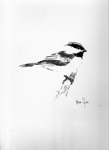 Black Capped Chickadee - New Brunswick