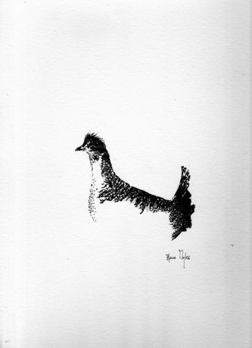 Sharp Tailed Grouse - Saskatchewan