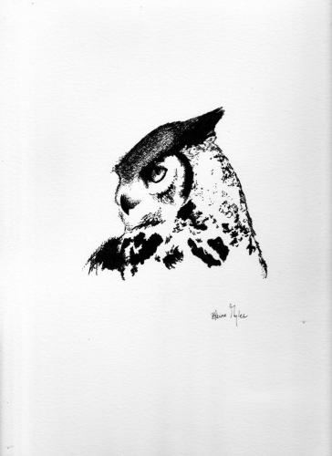 Great Horned Owl - Alberta