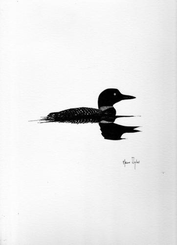 Common Loon - Ontario