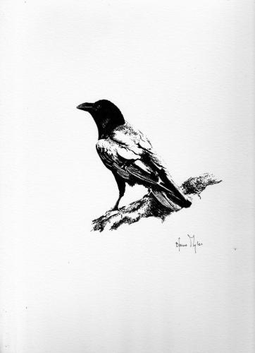 Common Raven - Yukon Territory