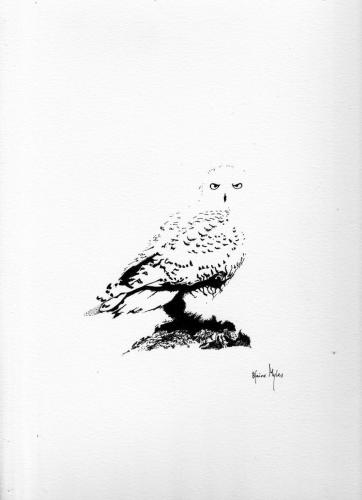 Snowy Owl - Québec